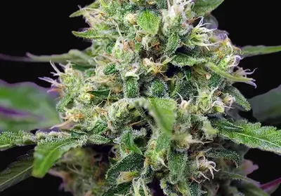 Sweet Amnesia Haze XL Auto