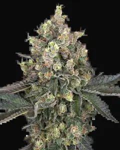 Sweet Berry Breeze Feminized