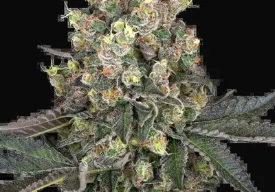 Sweet Berry Breeze Feminized