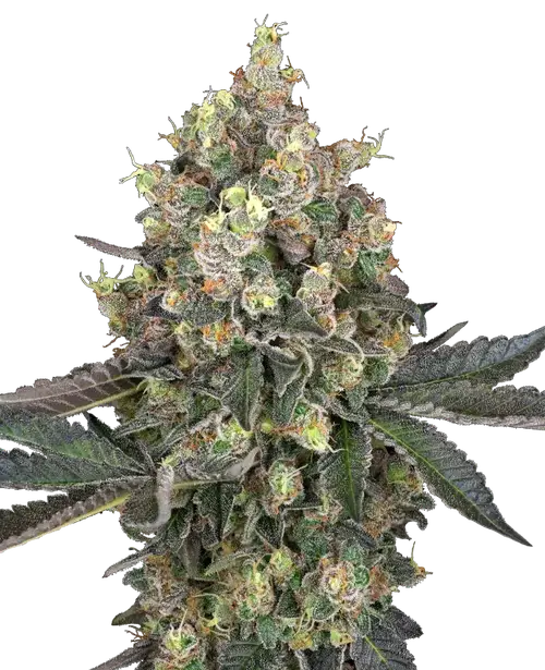 Sweet Berry Breeze Feminized