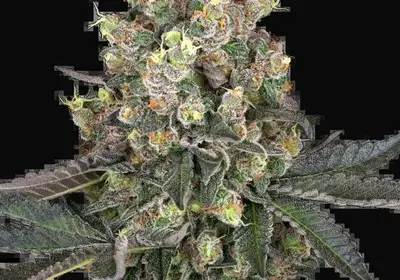 Sweet Berry Breeze