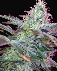 Sweet Cheese Auto