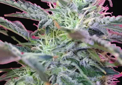 Sweet Cheese Auto