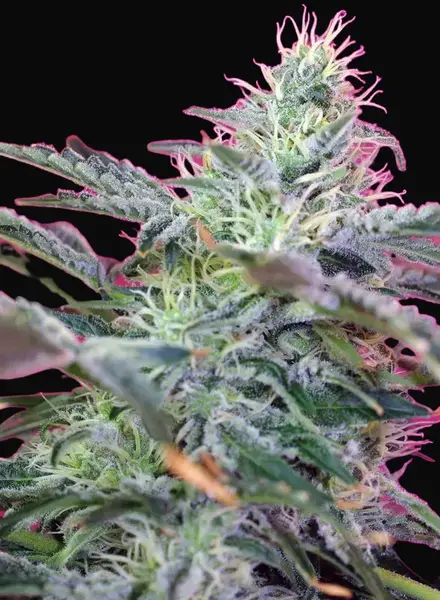 Sweet Cheese Auto