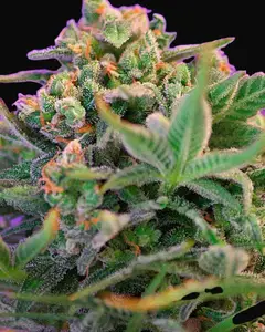 Sweet Cheese F1 Fast Version