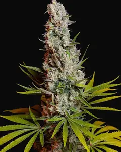 Sweet Cheese