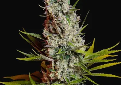 Sweet Cheese