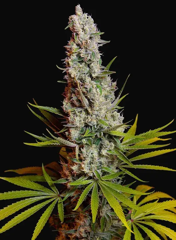 Sweet Cheese