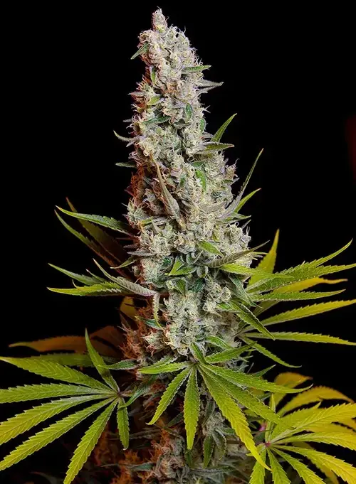 Sweet Cheese