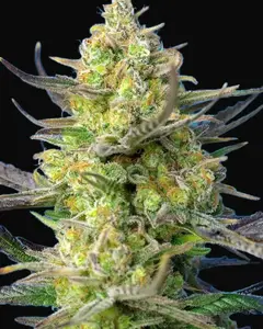 Sweet Cheese XL Auto