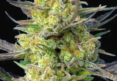 Sweet Cheese XL Auto