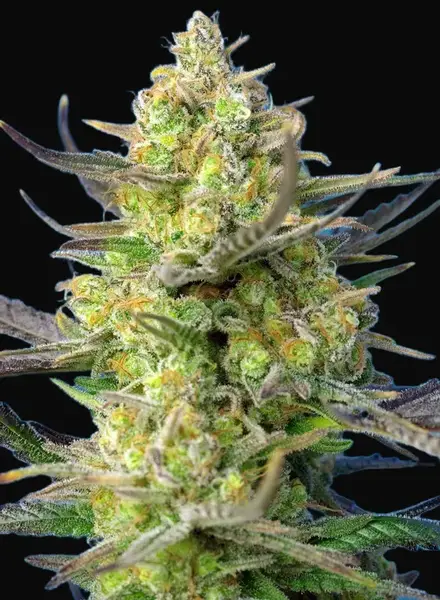 Sweet Cheese XL Auto