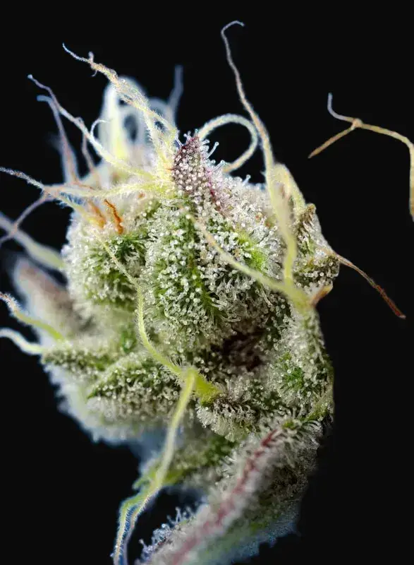 Sweet Cheese XL Auto — zdjęcie 2