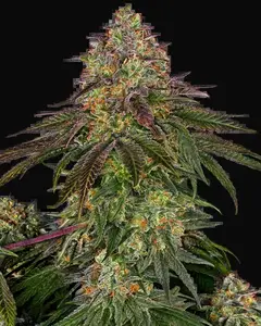 Sweet Cherry Kush Feminized