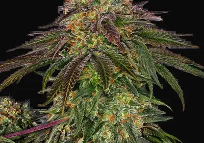 Sweet Cherry Kush Feminized