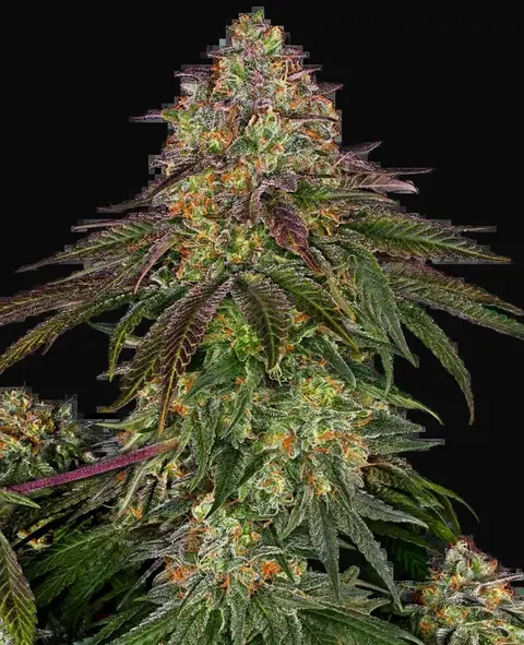 Sweet Cherry Kush Feminized