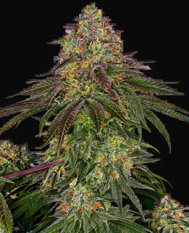 Sweet Cherry Kush Feminized