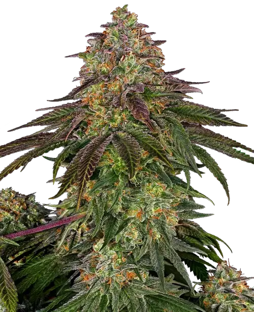 Sweet Cherry Kush Feminized