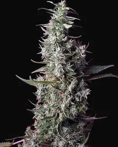 Sweet Cherry Pie