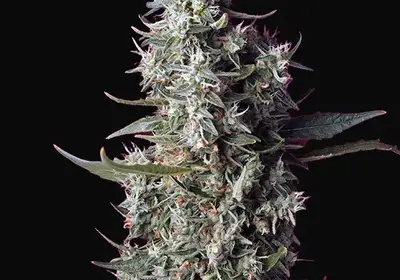 Sweet Cherry Pie