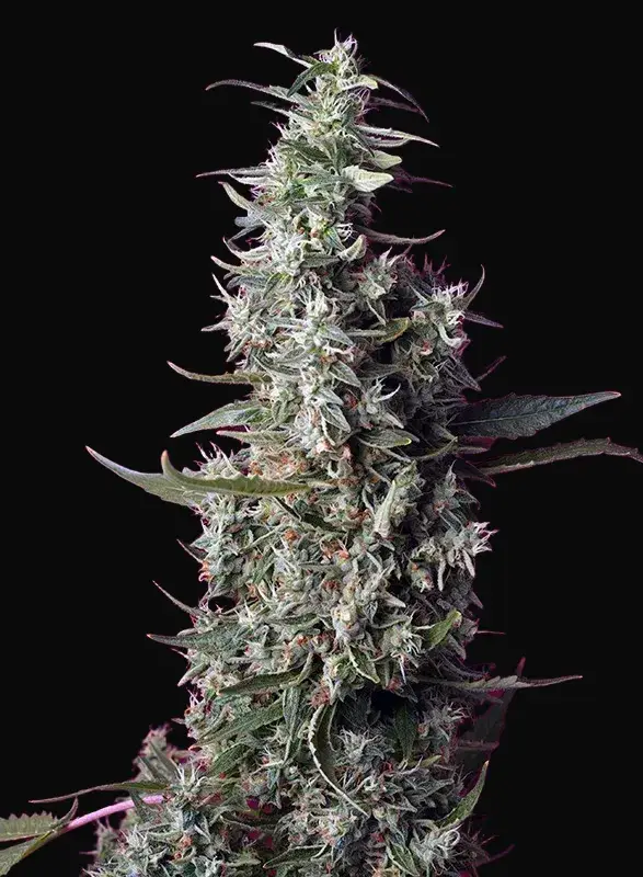 Sweet Cherry Pie