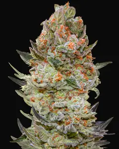 Sweet Critical CBD