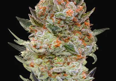 Sweet Critical CBD