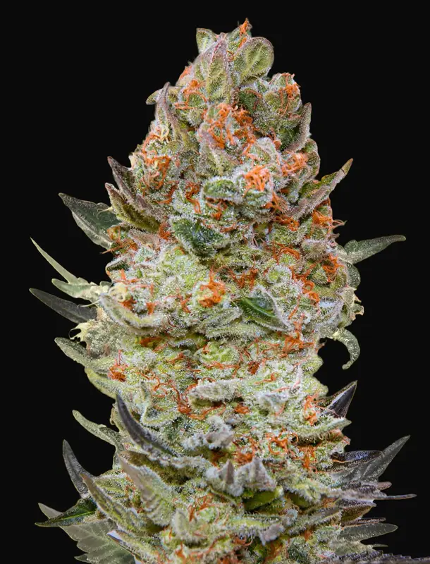 Sweet Critical CBD