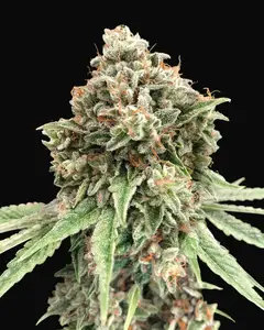 Sweet Critical Fast