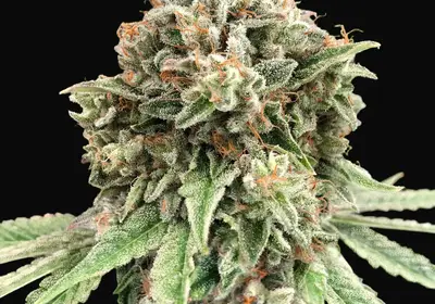 Sweet Critical Fast
