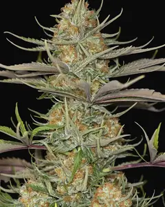 Sweet Deep Grapefruit