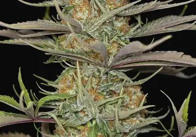 Sweet Deep Grapefruit