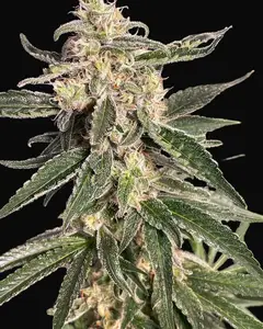 Sweet Donkey Auto
