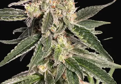 Sweet Donkey Auto