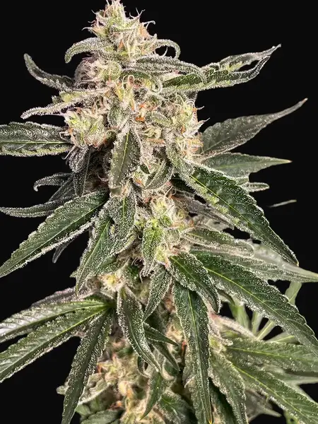 Sweet Donkey Auto