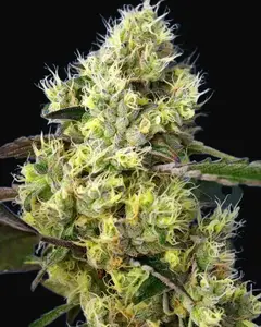 Sweet Gelato Auto
