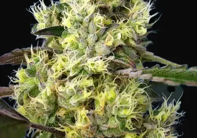 Sweet Gelato Auto