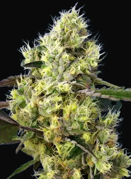 Sweet Gelato Auto