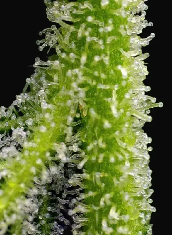 Sweet Gelato Auto — zdjęcie 3