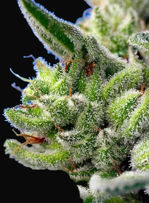 Sweet Gelato Auto — zdjęcie 2