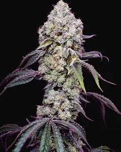 Sweet Mandarine Zkittlez F1 Fast Version