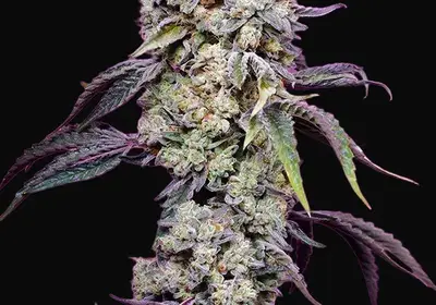 Sweet Mandarine Zkittlez F1 Fast Version