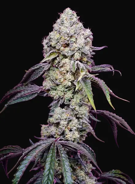 Sweet Mandarine Zkittlez F1 Fast Version