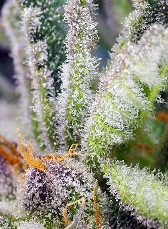 Sweet Mandarine Zkittlez F1 Fast Version — zdjęcie 3