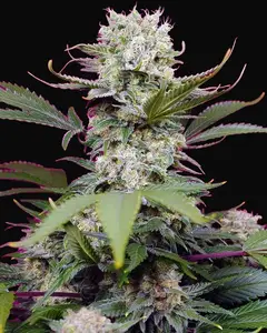 Sweet Mandarine Zkittlez XL Auto