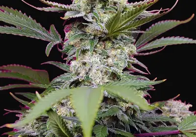 Sweet Mandarine Zkittlez XL Auto