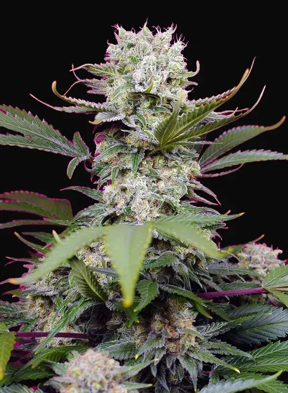 Sweet Mandarine Zkittlez XL Auto