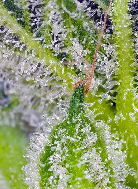 Sweet Mandarine Zkittlez XL Auto — zdjęcie 2