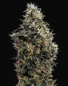Sweet Mango Auto
