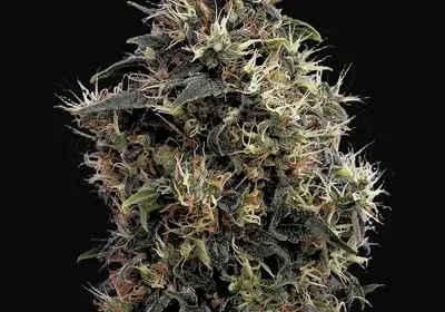 Sweet Mango Auto